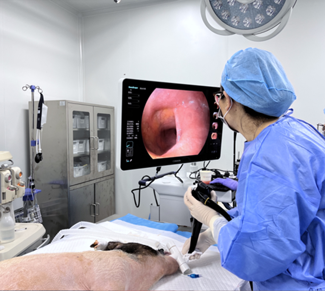 内窥镜系统临床前动物实验研究