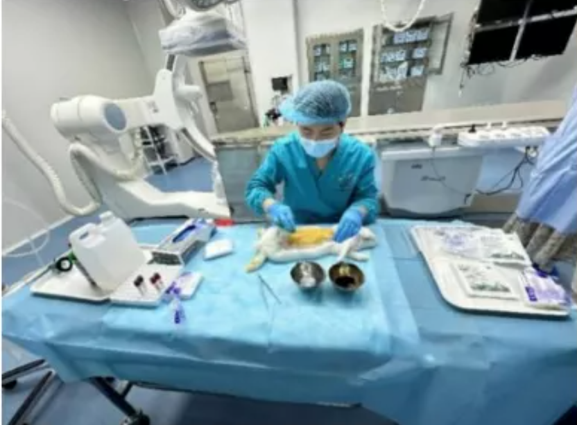 无源医美器械临床前动物实验研究