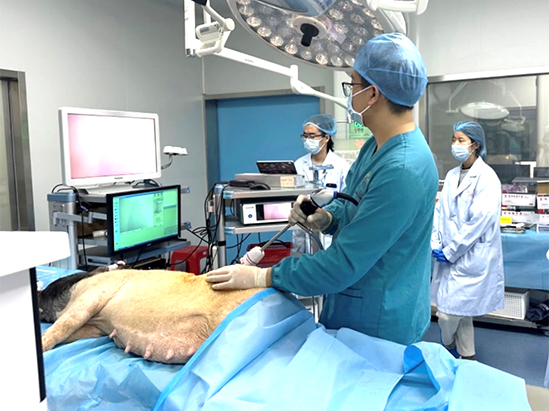 内窥镜系统临床前动物实验研究