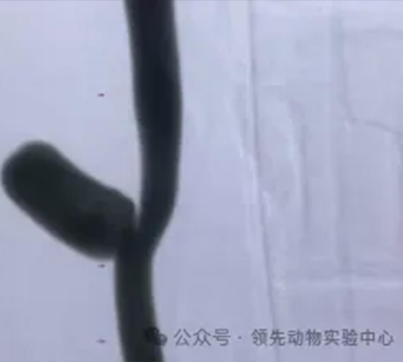 动脉瘤动物模型