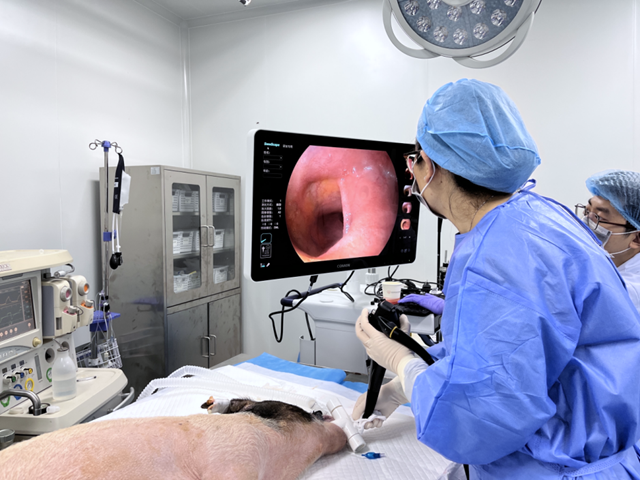 内窥镜系统临床前动物实验研究