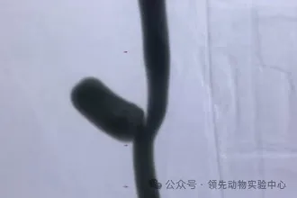 动脉瘤动物模型