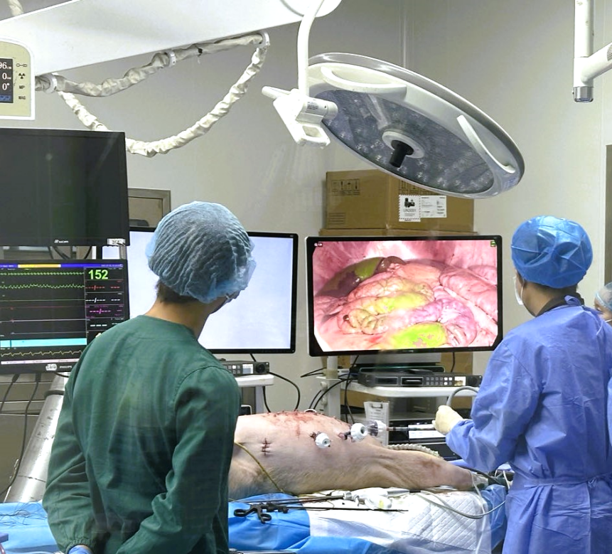 内窥镜系统临床前动物实验研究