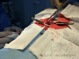 动脉瘤动物模型