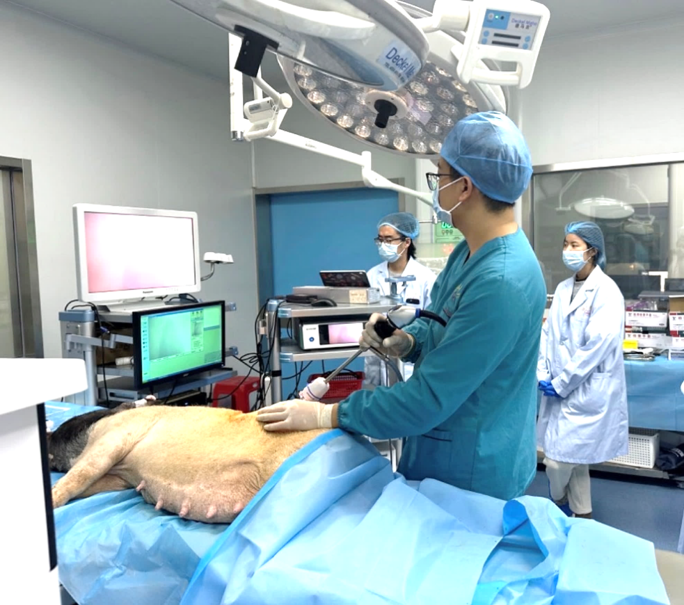 内窥镜系统临床前动物实验研究