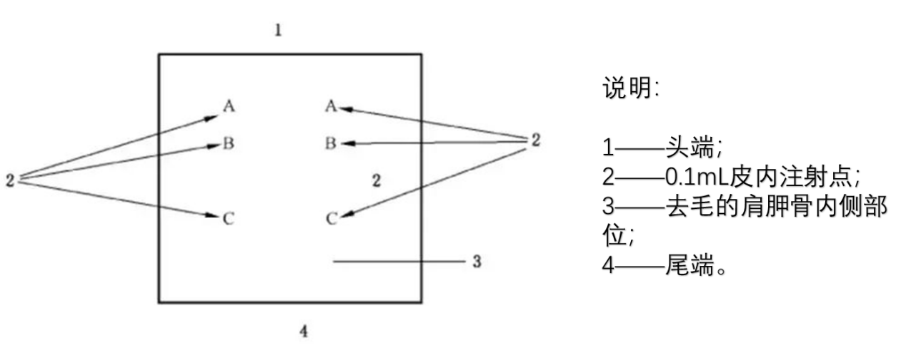 致敏试验
